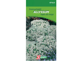 Alyssum