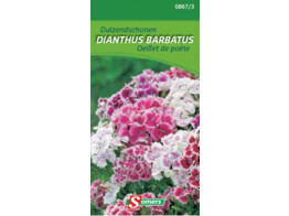 Dianthus