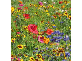 Bloemenmengsel Summer Multicolour - 250 gr