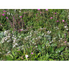 Bloemenmengsel Bodembedekkende bloemen - 250 gr