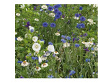Bloemenmengsel Blauw uit de akkers - 250 gr