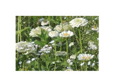 Bloemenmengsel Witte tinten - 250 gr