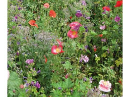 Bloemenmengsel Schaduwbloemen - 250 gr