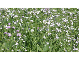 Bladrammenas Cordoba  Multiresistent BCA 1  - 25 kg
