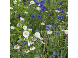 Bloemenmengsel Blauw uit de akkers - 250 g