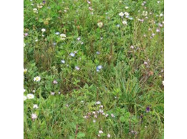 Bloemenmengsel Bloeiend gazon - 250 g