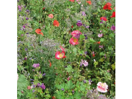 Bloemenmengsel Schaduwbloemen - 250 g
