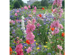 Bloemenmengsel Veldbloemen - 250 g