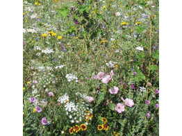Bloemenmengsel Wilde Bloemenweide - 250 g