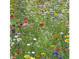 Bloemenmengsel Summer Express - 250g