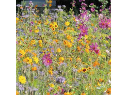 Bloemenmengsel voor bijen en Co - 250 g