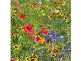 Bloemenmengsel Summer Multicolour - 250 g