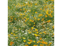 Bloemenmengsel Wijn- en boomgaarden meerjarig - 250 g