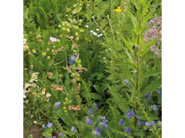 Bloemenmengsel Wilde bloemen voor natte gronden - 250 g