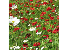 Bloemenmengsel Vanille-aardbei - 250 g