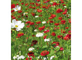 Bloemenmengsel Vanille-aardbei - 250 g