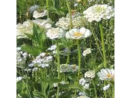 Bloemenmengsel Witte tinten - 250 g