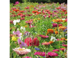 Bloemenmengsel Zomers boeket - 250 g