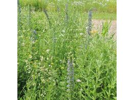 Bloemenmengsel Wilde Vlinderbloemen - 250 g