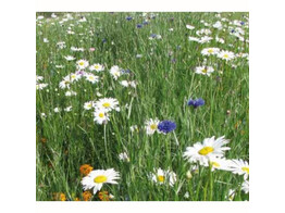 Bloemenmengsel Meerjarige bloemen voor braakliggend terrein - 250 g