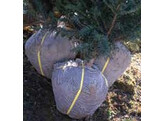 Kluitelastiek extra vr bomen 190/15mm/kg